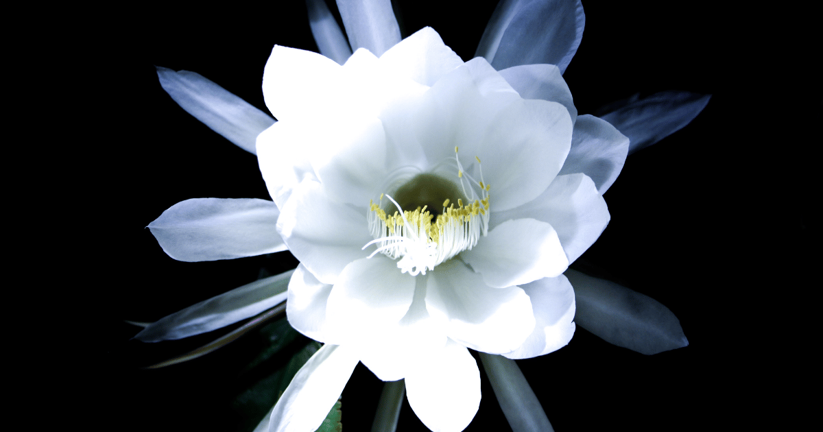 月下美人の花の写真