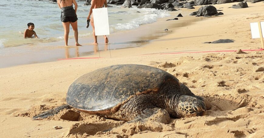 ラニアケアビーチの砂浜にいる１mくらいある大きな青ウミガメ